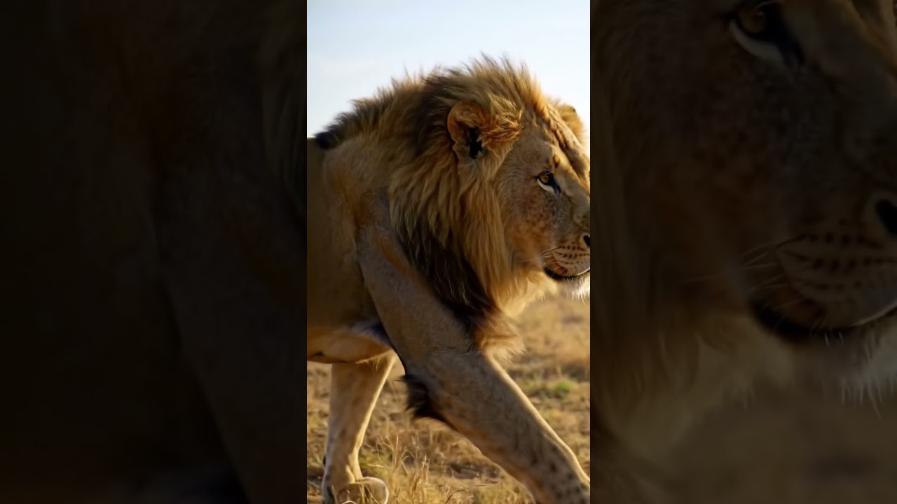 "The King Walks Alone 🦁🔥 | Power. Pride. Legacy 