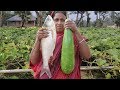 How To Cook Bottle Gourd Recipe in Village Style Farm Fresh Bottle Gourd and Silver Carp Curry