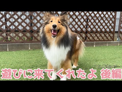 【シェルティ】遊びに来てくれたよ🐾【後編】