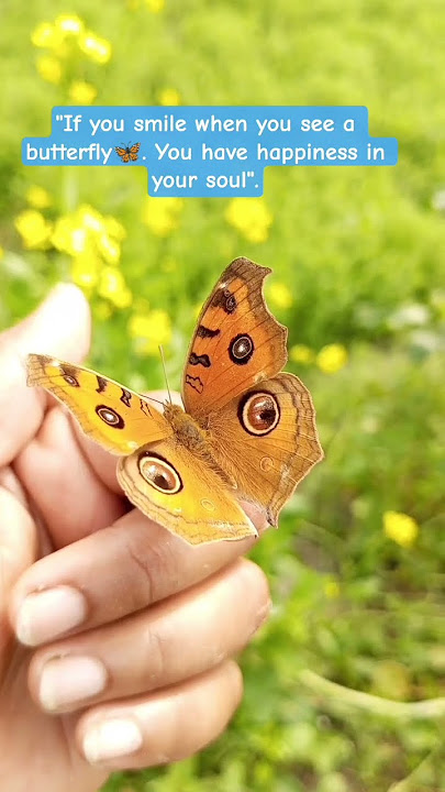 #shortvideo #happiness #music #shorts #yubetubeshorts #beautifulbutterfly#tendingshorts #naturelover