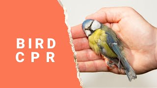 How To Give Your bird CPR | CPR for Birds screenshot 2