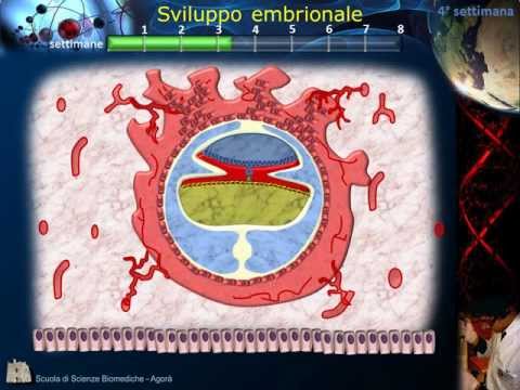 Video: Quale dei seguenti è formato dal mesoderma della gastrula?