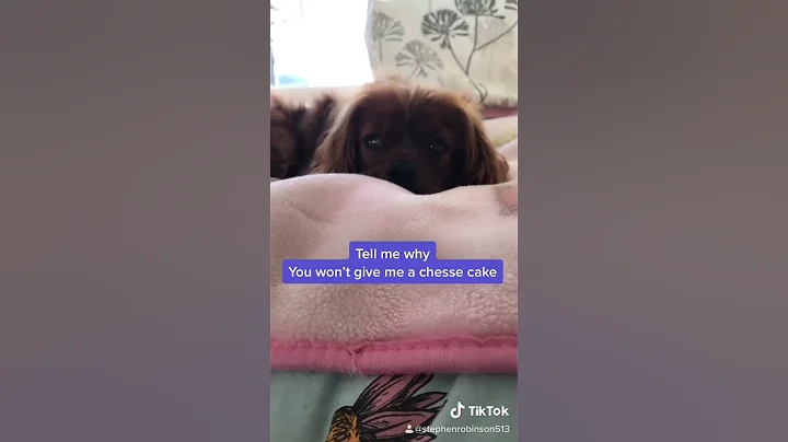POV:You your dog just said what he really wants
