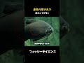 【衝撃】金魚の尾を拡大してみると?