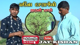 ZIRANI KHETI , BHOYARA -  જિરાની  ખેતી ,  ભોયરા-How to cultivate cumin-जीरे की खेती कैसे करें