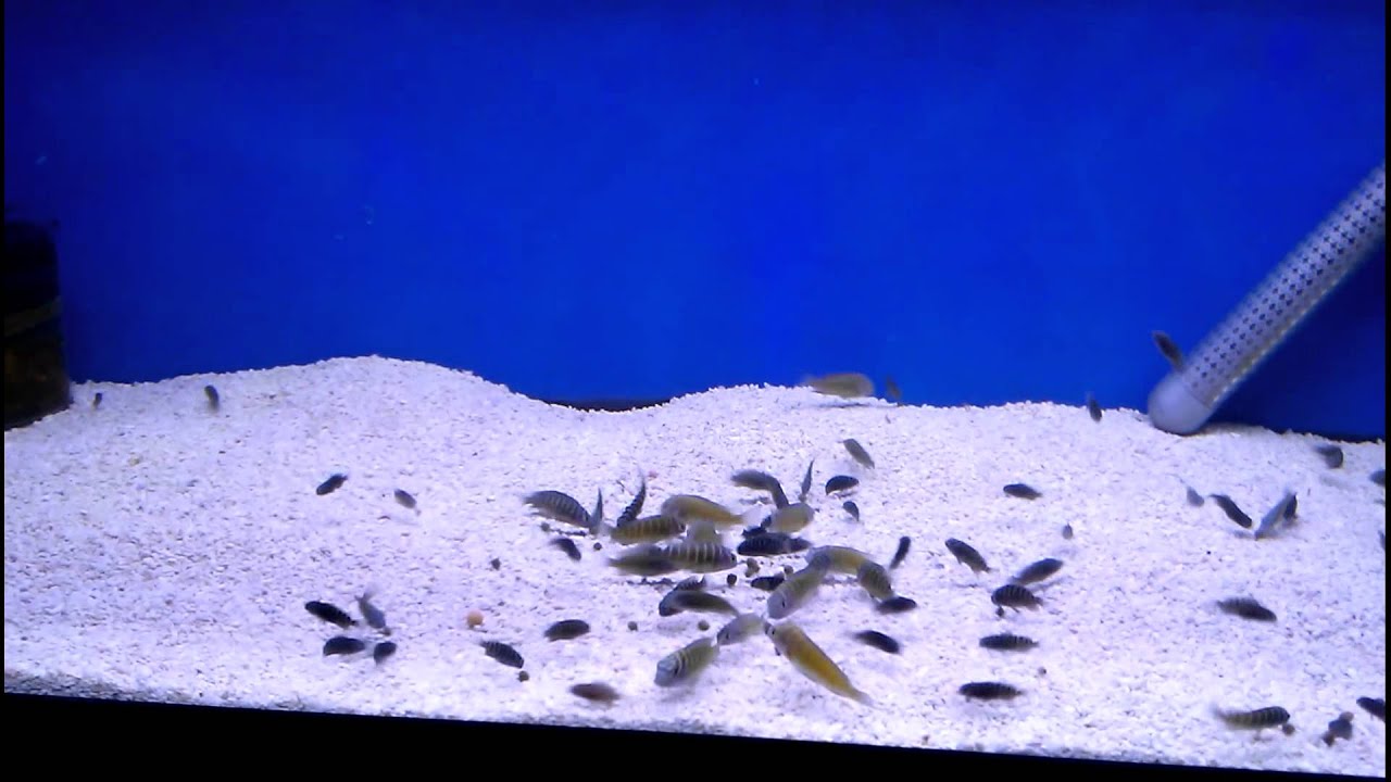 dubstep dj F1 Tropheus Moorii 