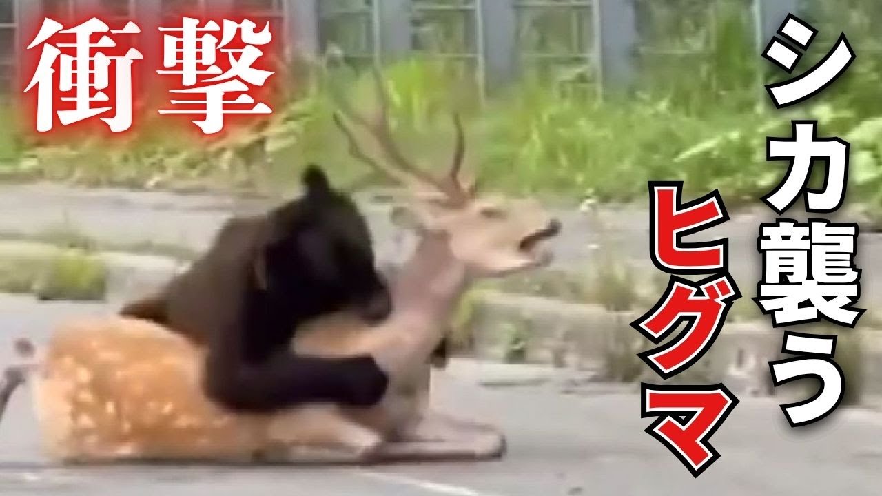 熊 襲 われる
