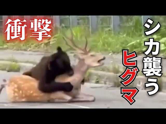 エゾシカのツノ 2 ヒグマ速報】巨大なエゾシカを背後から襲う怪力グマ_車が行き