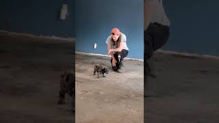 Joan - Volhard Pet Aptitude Testing