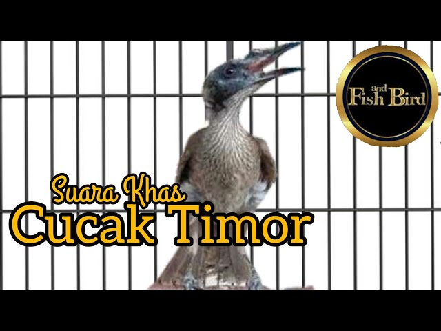 CUCAK TIMOR GACOR | PANCINGAN BURUNG CUCAK TIMOR MACET | @fishandbird4910 class=