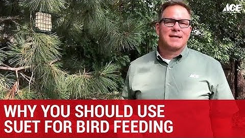 Why You Should Use Suet For Bird Feeding  - Ace Hardware