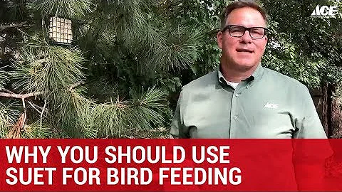 Why You Should Use Suet For Bird Feeding  - Ace Hardware
