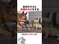 子犬と初顔合わせ