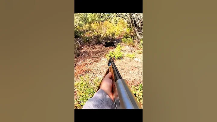 Охота на дикого кабана 🐗 | Адреналин и мощь! #охотанадикогокабана #кабан #охотавлесу #загоннаяохота