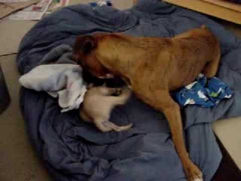 Too Cute .. Boxer (Harley) and Baby Pug (Roxanne)