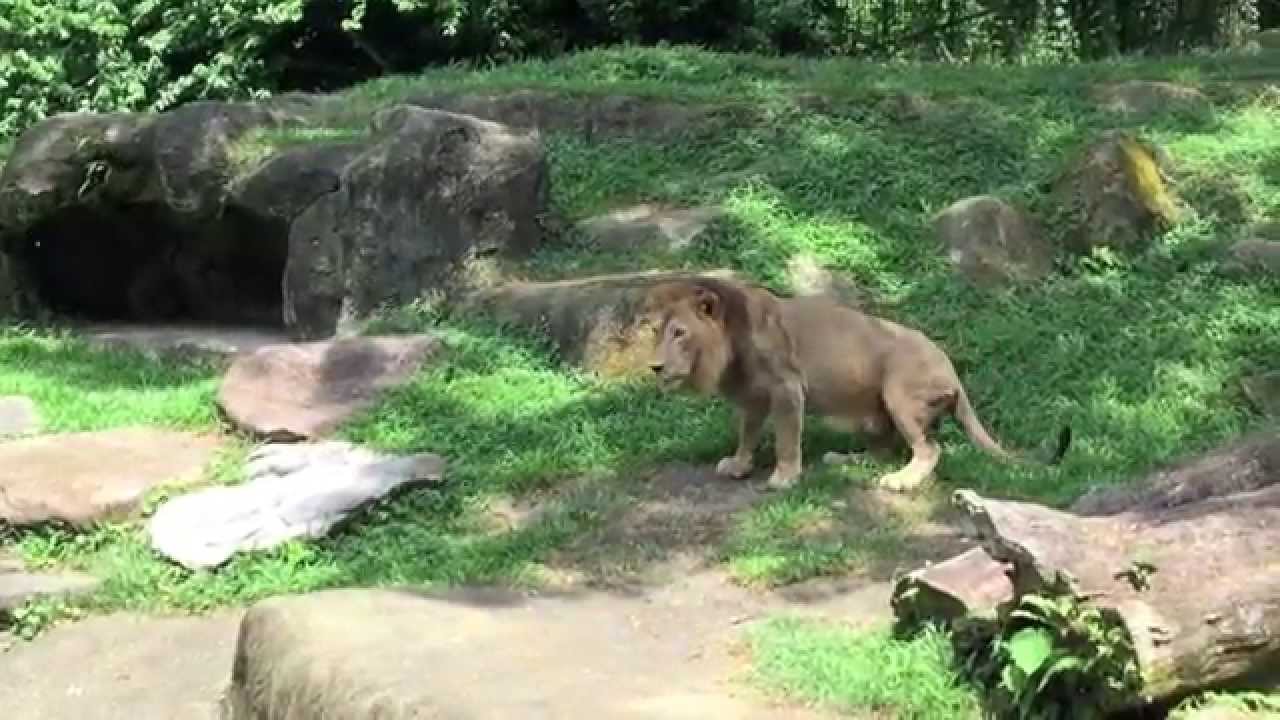 Lion Feeding at the Singapore Zoo YouTube