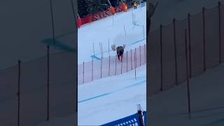 Moose spotted on the Olympics ski course #milanocortina #...