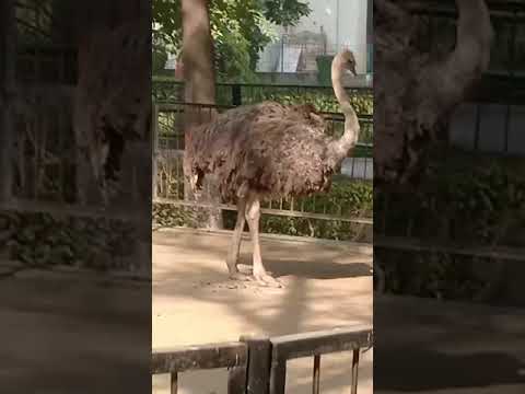 Ostrich at Zoo | Animals | Big bird