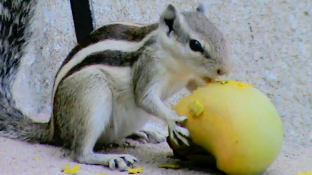 The squirrel loves mangoes squirrel eating Fruit YouTube