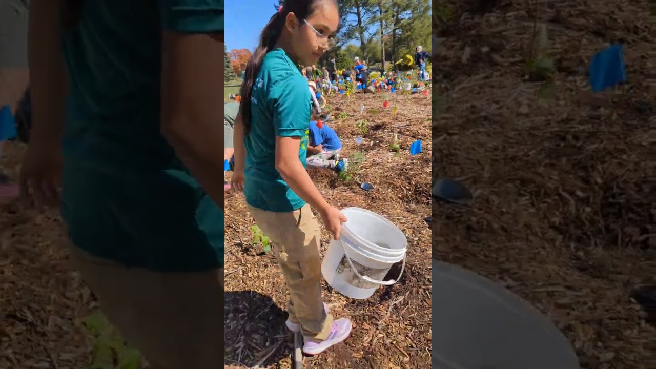 Rachana planted trees 🌳 