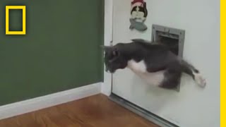 ネコのヒゲの役割 | バ科学