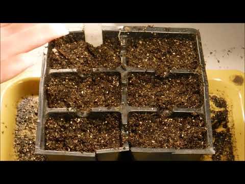 How To Grow Snapdragons From Seed, How To Germiante Snapdragon Seeds, How To Sow Snapdragons Seeds
