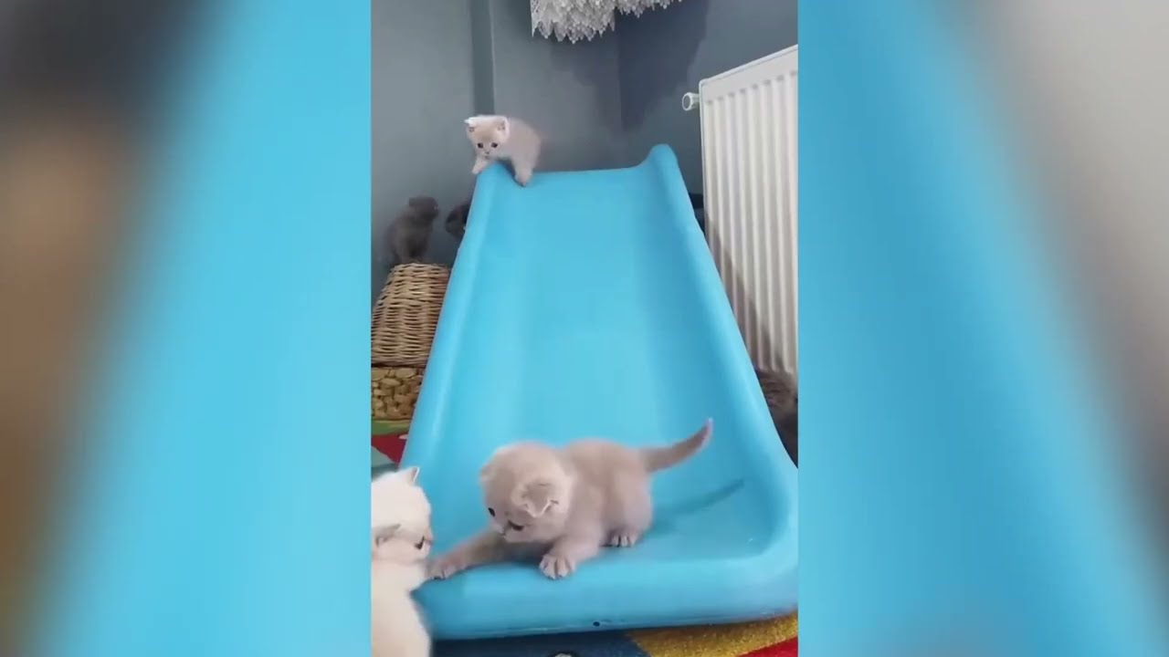 Funniest Dogs and Cats Videos of 2026😸🐶 You Won’t Stop Laughing!😂