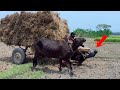 Cow cart Heavy Load paddy || Bullock cart ride mud || Paddy transport system in Bangladesh