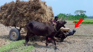 Cow cart Heavy Load paddy || Bullock cart ride mud || Paddy transport system in Bangladesh