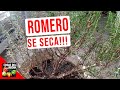 ROMERO SE SECA! SALVALO CON ESTOS CONSEJOS