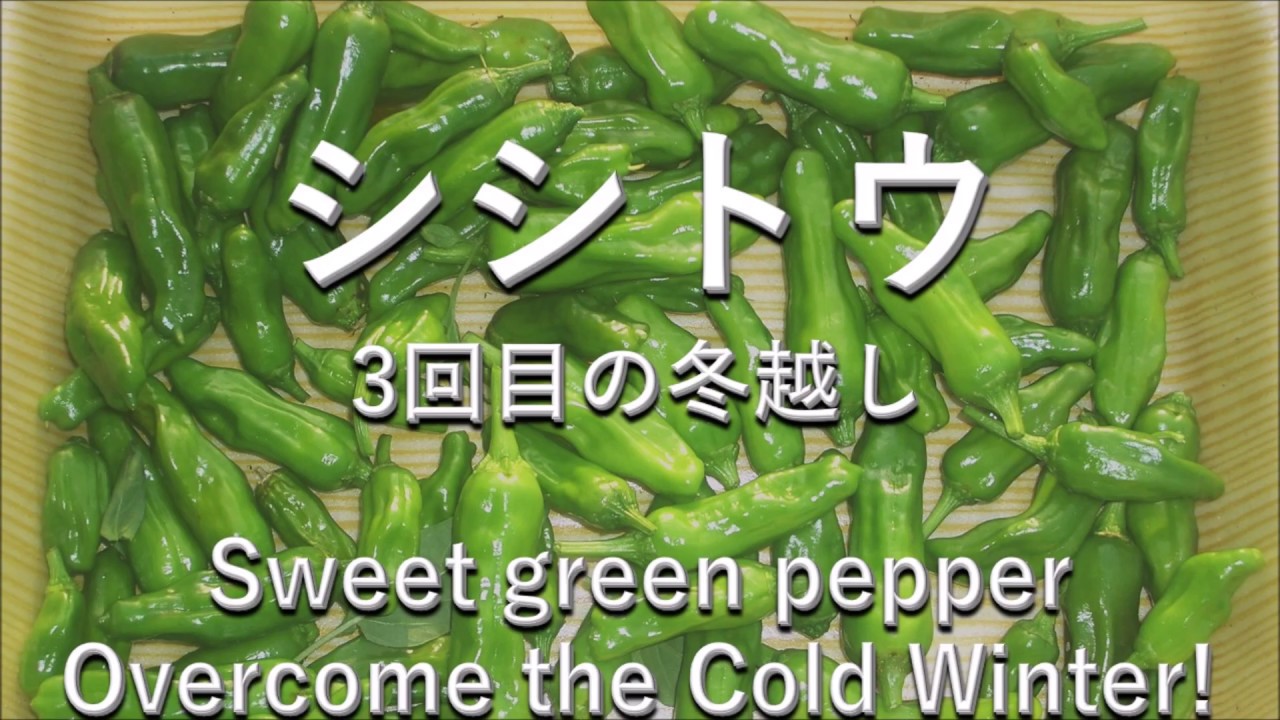 シシトウ 3回目の冬越し Sweet Green Pepper Overcome The Winter Youtube