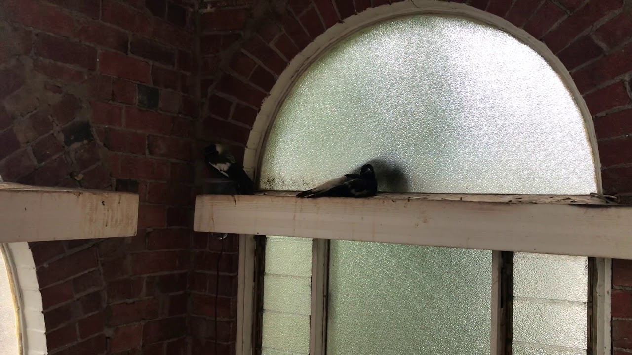 Magpie singing with 2 pigeons mating on the other side of glass window