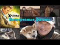 Интересные факты о фильме "Хатико: Самый верный друг"