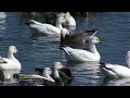 Nature: Snow geese in Missouri
