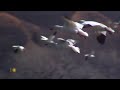 Nature: Snow geese in Missouri