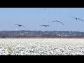 Nature: Snow geese in Missouri