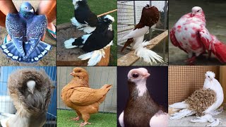 Top 10 most beautiful and expensive pigeons in the world 2024 #viralvideo #viral #kabootar #pigeon