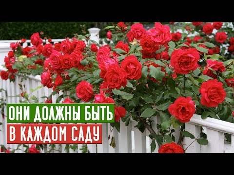 Видео: Выбор плетистых роз для Зоны 9 - Какие популярные плетистые розы для Зоны 9