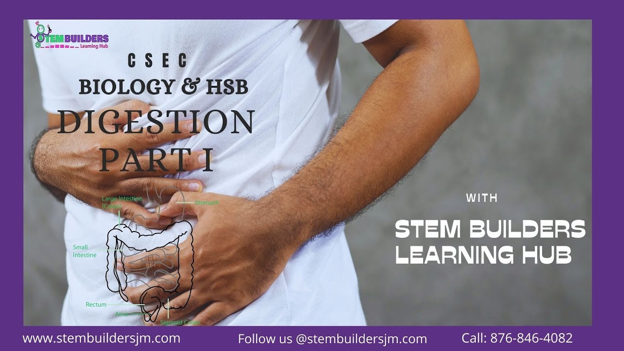 CSEC Biology & HSB Digestion Tutorial Part 1 - YouTube