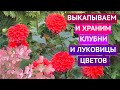 КОГДА ВЫКОПАТЬ И  КАК СОХРАНИТЬ ЗИМОЙ  КАЛЛЫ, КАННЫ, БЕГОНИИ, ГЛАДИОЛУСЫ И ГЕОРГИНЫ!