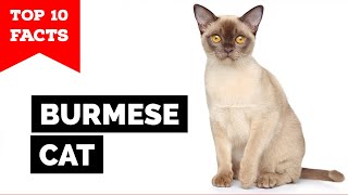 Burmese Cat  TOP 10 FACTS