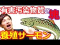 養殖サーモンの知られざる危険性‼️ 【自然療法士 ルイ】