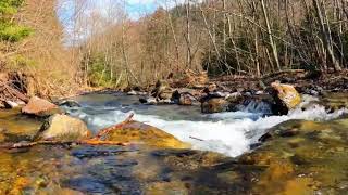 The Sound Of Forest streams, Nature Sound, Birds Chirping In The Middle Of The Forest Will Relax You