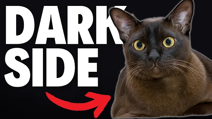 Watch the video about What NOBODY Tells You About Burmese Cats...