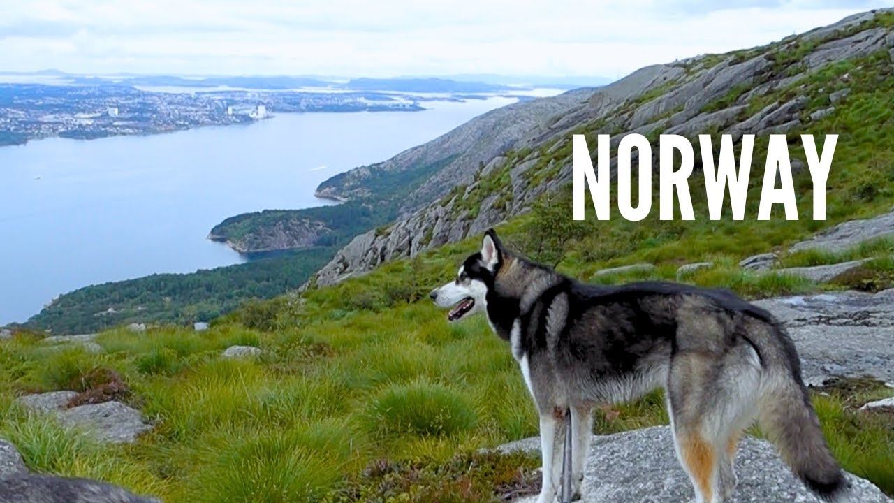 Epic Dog Adventure: Hiking to Dalsnuten’s Breathtaking Summit