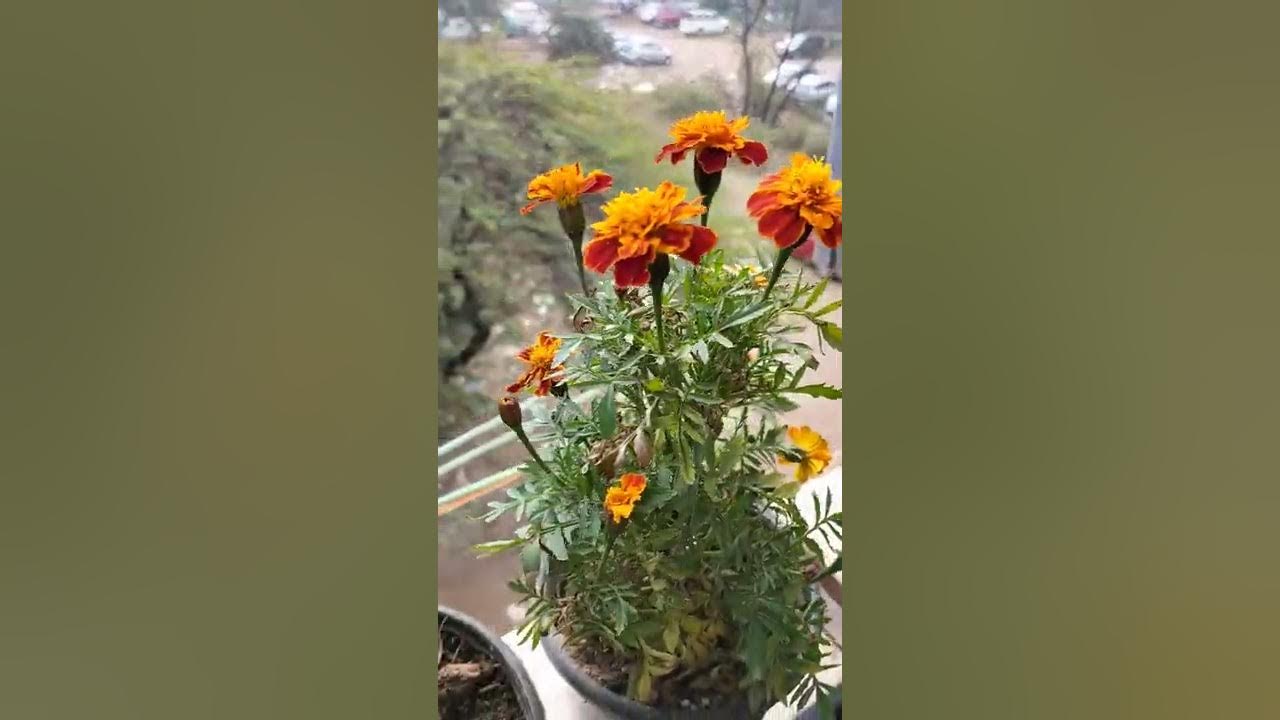 Genda plant care YouTube