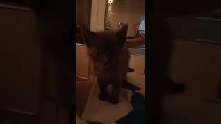 Minnak Misafirimiz Gölge Bey 🥰 Resimi