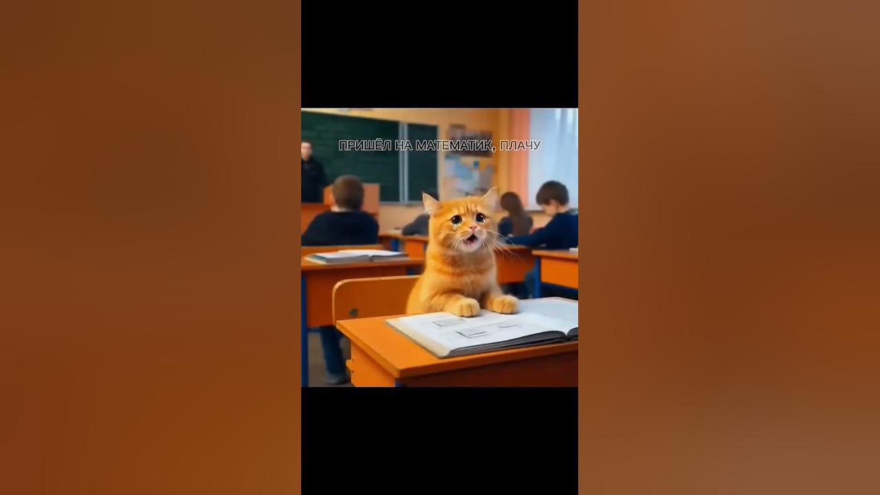 математик #котик - YouTube