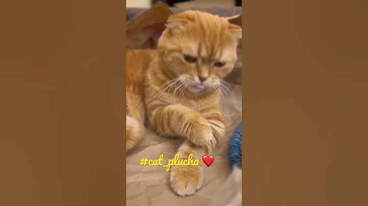 Video 1934011: tabby scottish fold, beautiful scottish fold, red tabby, cat cute pets