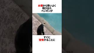 ペンギン後悔先に立たず